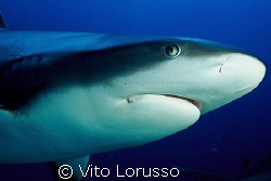 Fishs - Carcharhinus plumbeus by Vito Lorusso 
